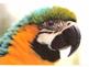 Arielle