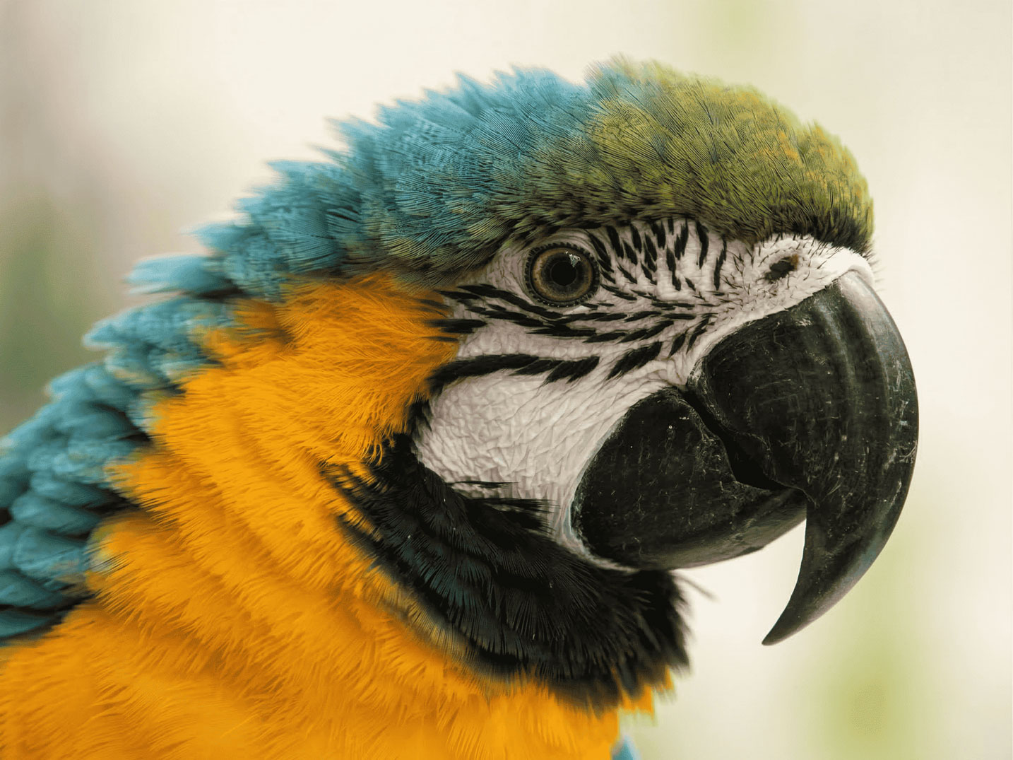Arielle the macaw — cover portrait for Another Kind of Mind