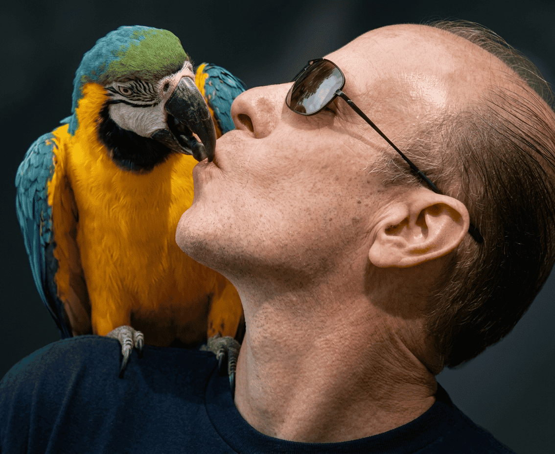 Blue-and-yellow macaw touching a man's lips while perched on his shoulder